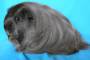 Фотографии морских свинок Коронет